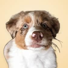 Lilo, the Aussie Shep