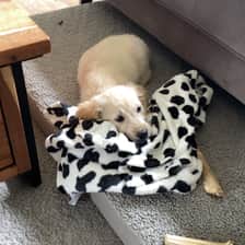 Goldengirl_ novaa