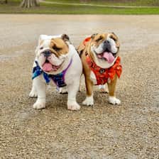 Queenie & Hugo Bulldogs