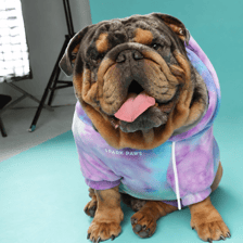 Buddy the Bulldog