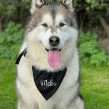 Meko the Malamute
