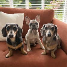 Ollie, Neville & Daisy