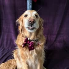 Guide Dog Rose