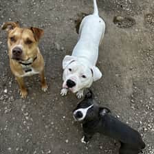 Pittie Committee
