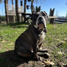 Joker The Bulldog