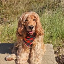 Cooper