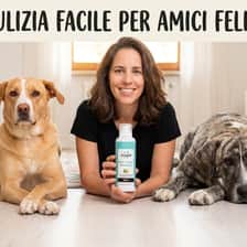 ALICE barlocco