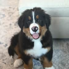 Howie the Berner