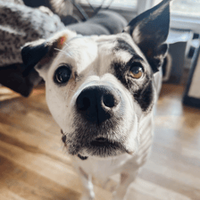 Axle The Rescue Poochie