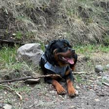Hunter the Rottie