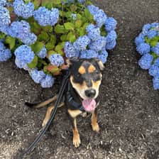 Josie
