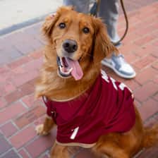Milo The Golden🤎