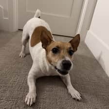 Deni | Jack Russell Terrier