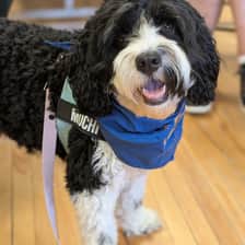 Mochi Gilbert-Lonsdale