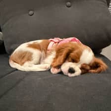 Beverly