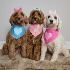 labradoodlemystique