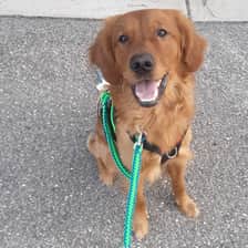 tuckerthegoldentornado