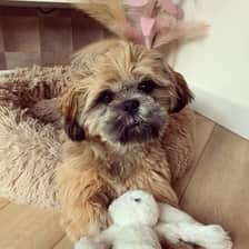 Teddy