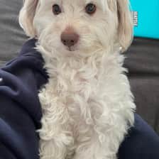 jasperinodog