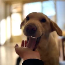 Nala
