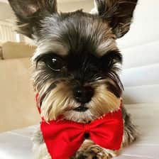 Vanessa