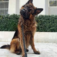 Apollo