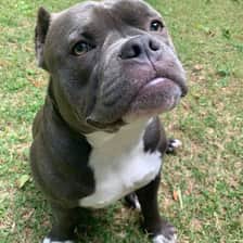 Capone the Bully