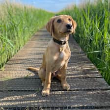 Otis