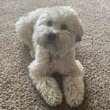 Payton the Whoodle