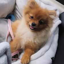 Fay