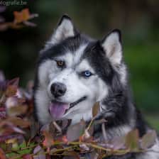 Kyto
