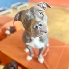 Sheba The Staffy