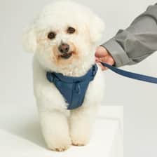 Colette