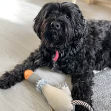 Alfie