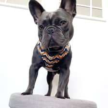 Chloe