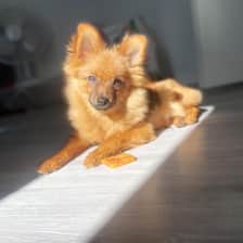 Priscilla