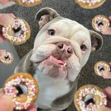 Brutus
