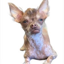 cricketthegremlin