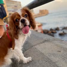 https://www.instagram.com/accounts/login/?next=%2Froy_thecavalierking%2F&source=omni_redirect