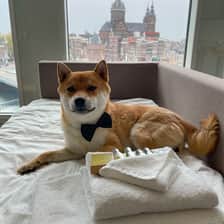 Shiba