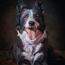 Elli