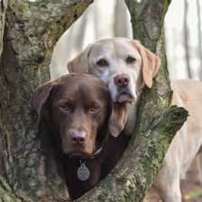 Oscar and Bailey