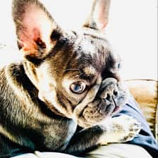 Kc exotic kennels