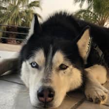 Darko