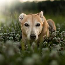Margo