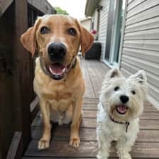 Scout and Luna