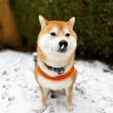 Kin