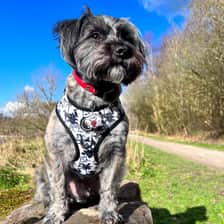 Albie