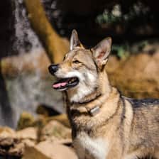 Jaisie