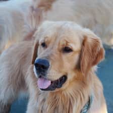 Nemogoldenboy
